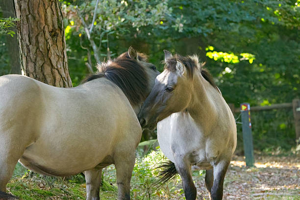 Two horses kissing, love in Camargue