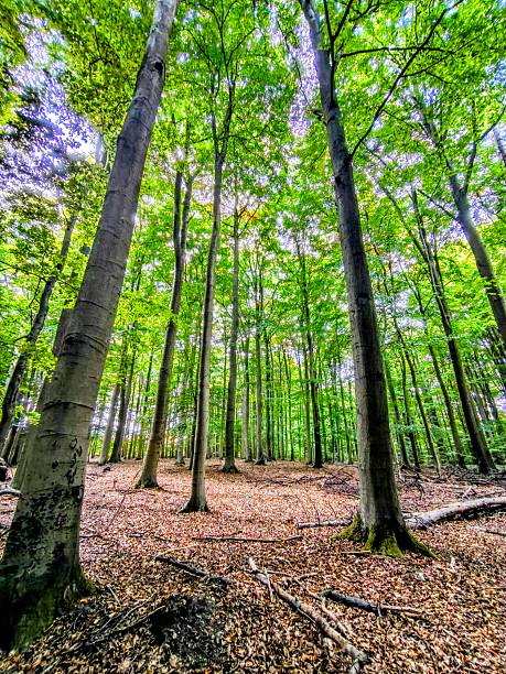 istock Nature moments captured on your mobile phone 2239146439