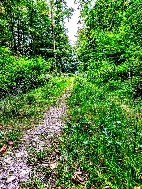 Long path in a green deciduous forest