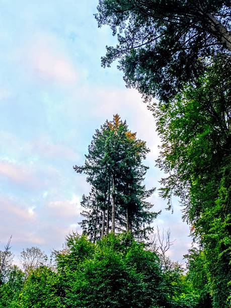 istock Nature moments captured on your mobile phone 2239146485