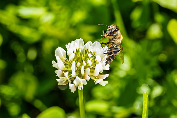 A close-up of a bee collecting nectar from a white clover flower. Selective focus, blurred background.
