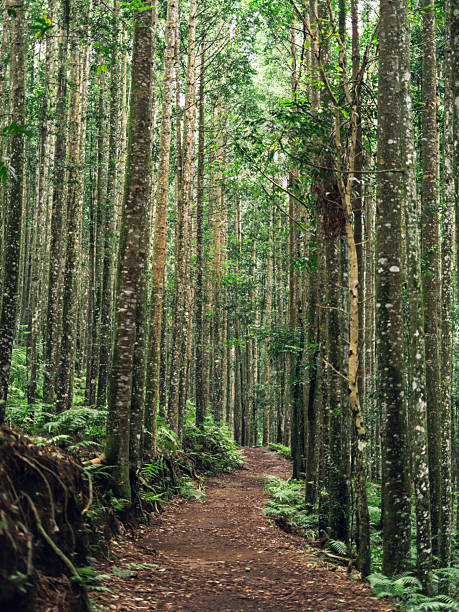 istock Pathway through rainforest trees with sunlight, symbolizing adventure, travel, and nature. 2239149640