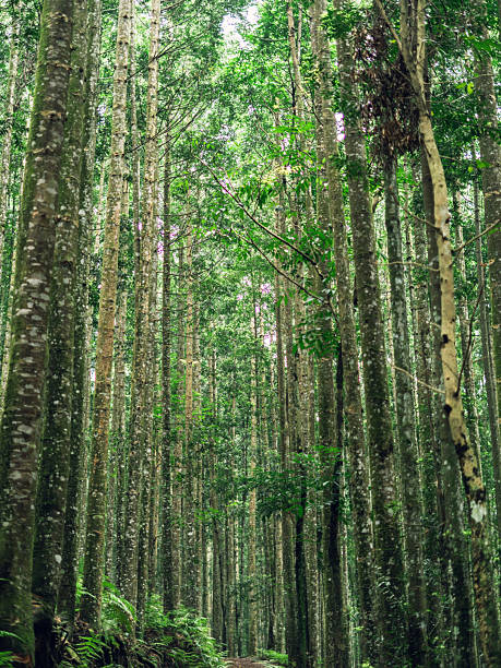 istock Peaceful jungle landscape showing vertical tree trunks covered in moss with a soft green natural background. 2239150012