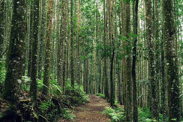 istock Breathtaking forest path under high canopy, great for outdoor and travel scenes. 2239150252