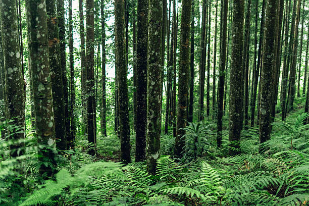 Deep green jungle with straight mossy tree trunks and layered leaves creating a tranquil natural atmosphere.