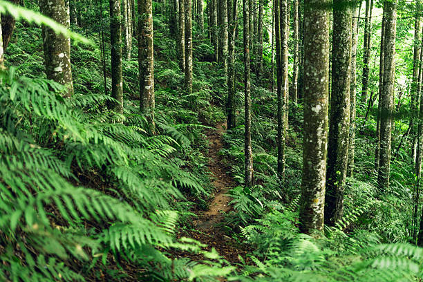 Natural forest pathway with sunlight filtering through, symbolizing purity, peace, and adventure.