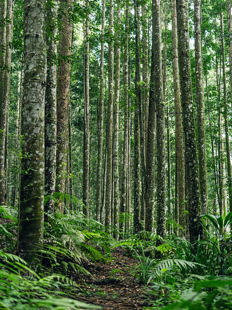 istock Forest walkway through lush vegetation, symbolizing peace, mindfulness, and natural exploration. 2239151130