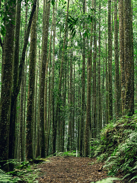 istock Serene forest walkway with tall tree trunks, perfect for wellness, relaxation, and nature concepts. 2239151521