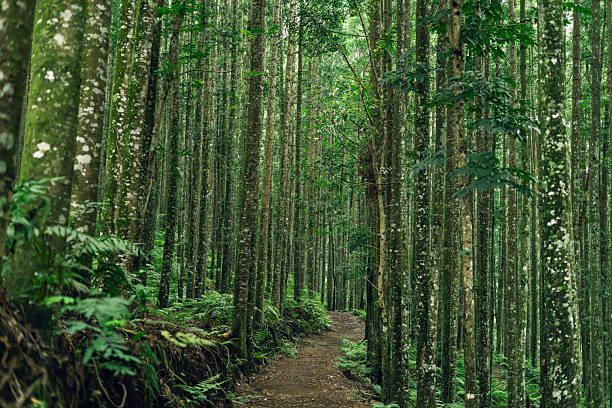 istock Green forest path under tall trees, perfect for eco tourism, hiking, and environmental projects. 2239151862