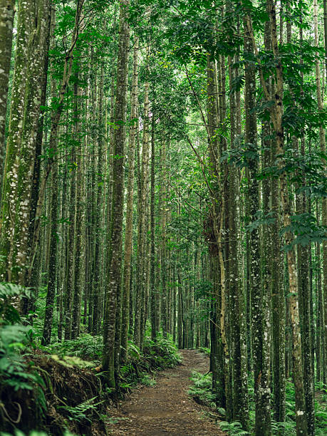 istock Dense forest path lined with tall trees, symbolizing serenity, nature, and eco-friendly wilderness. 2239151880