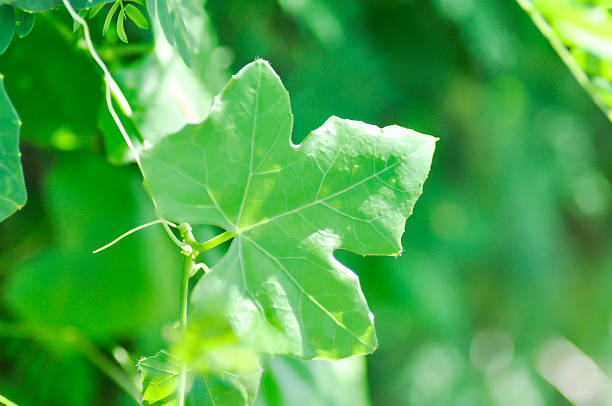 istock Ivy gourd , Coccinia grandis or CUCURBITACEAE 2239152103