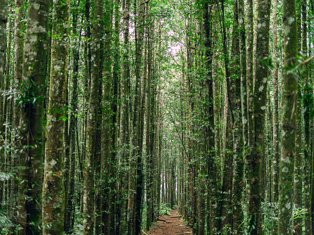 istock Dense tree forest with narrow dirt path, representing adventure, tranquility, and sustainability. 2239152218