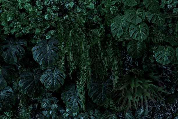 istock abstract green leaf texture, nature background, tropical leaf 2239152426