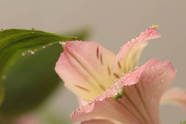 Smoke selective soft focus leaf foliage with water drops. Nature blur green, beige pink light natural background.