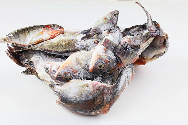 istock Frozen Tilapia Fish Pile on White Background 2239154004