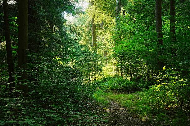 istock Camp Trail and Old Growth in Cook Forest State Park Pennsylvania 2239155189