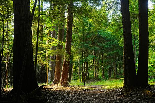 Camp Trail and Old Growth in Cook Forest State Park Pennsylvania