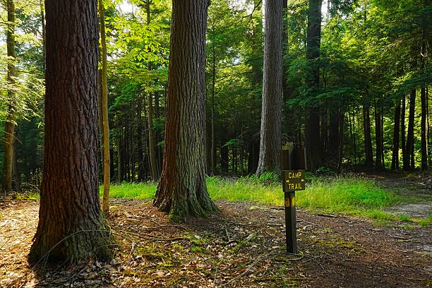 istock Camp Trail and Old Growth in Cook Forest State Park Pennsylvania 2239155449