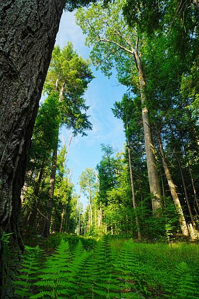 istock Camp Trail and Old Growth in Cook Forest State Park Pennsylvania 2239155453
