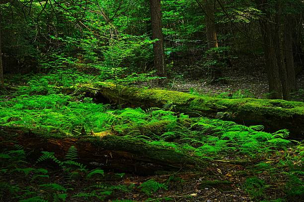 istock Camp Trail and Old Growth in Cook Forest State Park Pennsylvania 2239155698