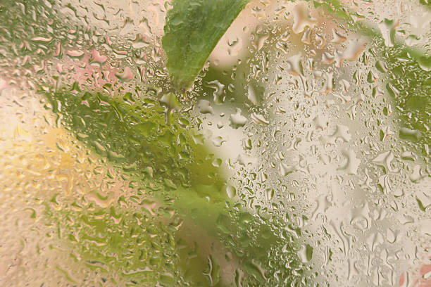 Soft focus pink flower, green leaf through glass with wet water drops. Abstract nature blur beige background.