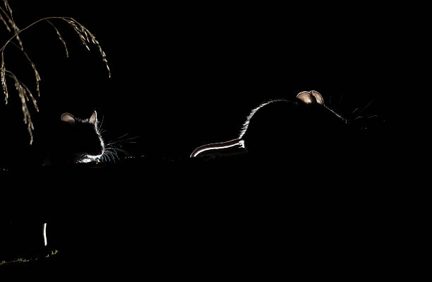 istock Woodmouse, sillhouette 2239156319