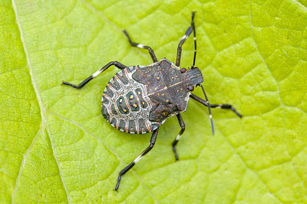 istock close up view of a brown marmorated stink bug on a green leaf in sunlight 2239159249