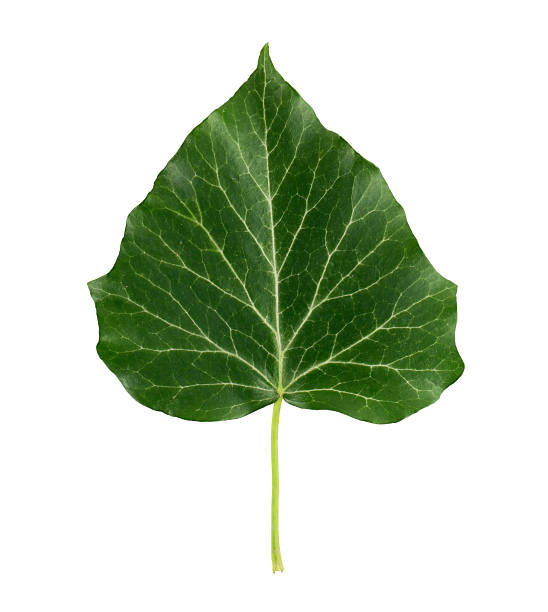 istock Green leaf with detailed veins against a white background 2239159328