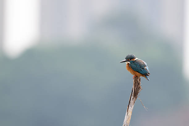 kingfisher diving (Alcedo atthis)