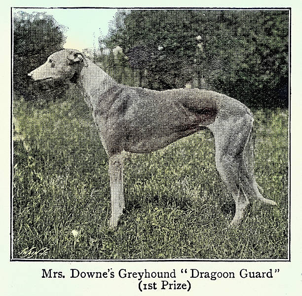 Greyhound dog, Victorian, Vintage photograph, 1890s, 19th Century