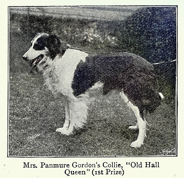 Collie dog, Victorian, Vintage photograph, 1890s, 19th Century