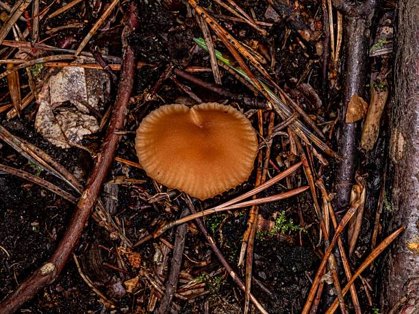 Heart-Shaped Poisonous Tawny Grisette Mushroom.