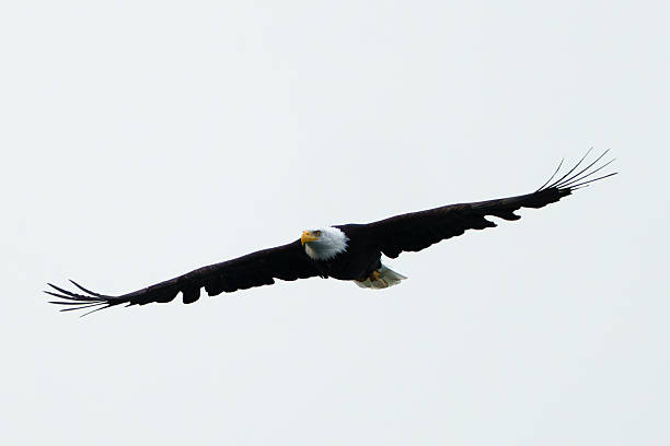 istock Close up of a flying bald eagle with a white sky 2239163583