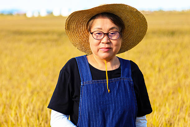 Asian elderly women farmers working in rice fields