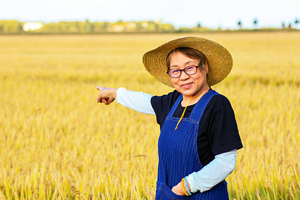 Asian elderly women farmers working in rice fields