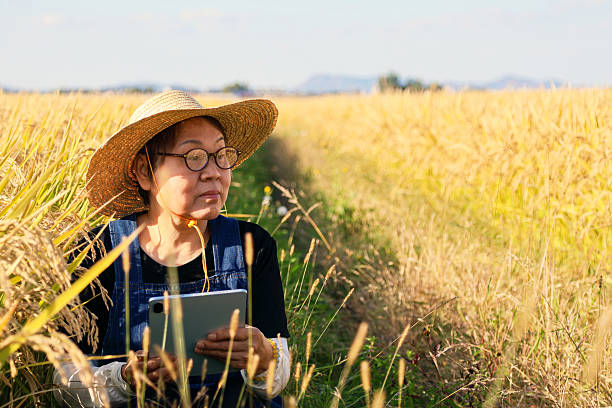 istock Asian female elderly farmer using tablet in rice field 2239163902