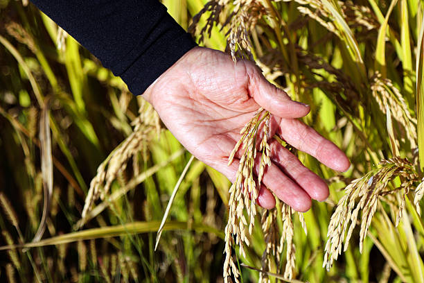 istock Unharvested rice in hand 2239164140