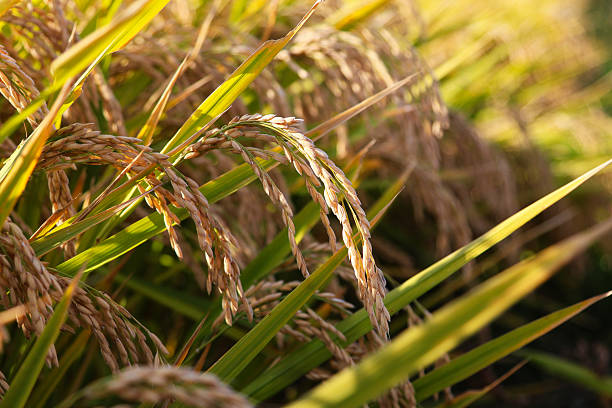 istock Unharvested rice in the paddy field 2239164247