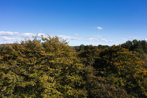 High angle view of deciduous treetops in rural Scotland on a bright sunny autumn day
