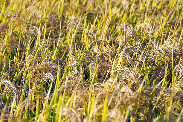 Unharvested rice in the paddy field