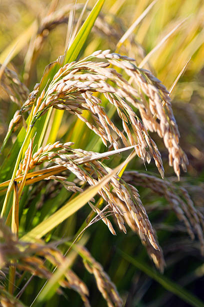 istock Unharvested rice in the paddy field 2239165403