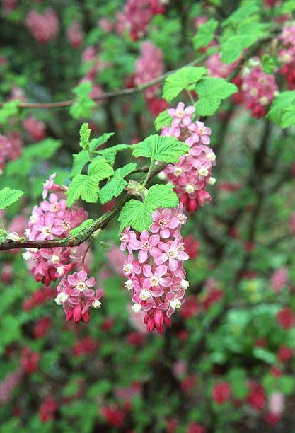 Vancouver, British Columbia in spring