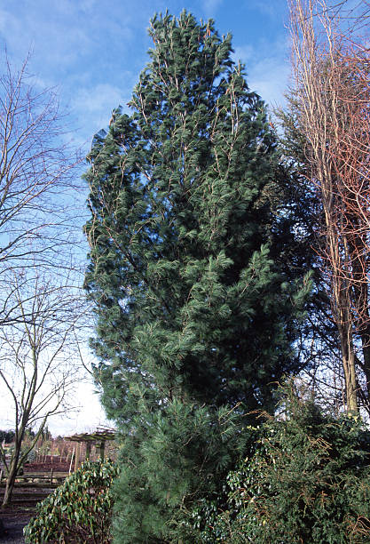 istock Pinus strobus 'Fastigiata' , commonly known as the Eastern White Pine on a clear winter day 2239168733