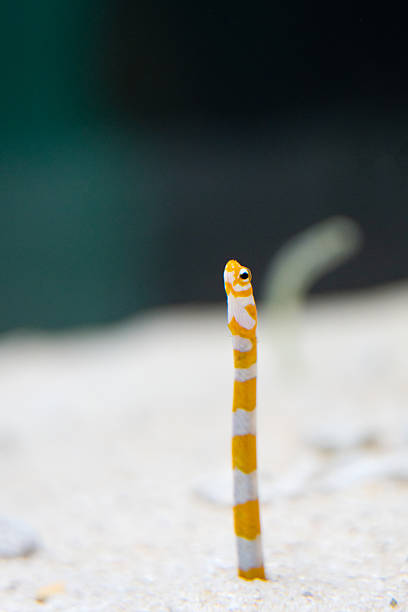 Marine organisms:Sipunculus nudus