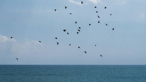 istock Migrating Birds Over Calm Sea Under Clear Sky: Peaceful Coastal Flock in Flight 2239174226