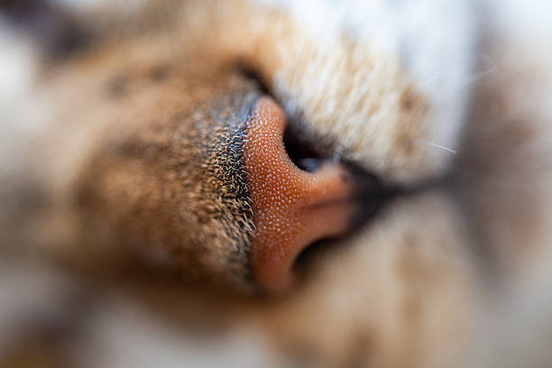 Close look of a cat's nose