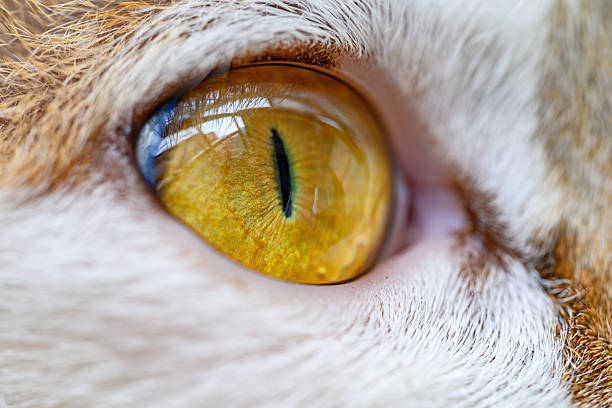 Close look of a cat's eye