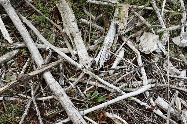 Close-up view of weathered driftwood and broken branches scattered and intertwined on the ground, creating a complex natural texture. The pale wood tones and organic lines convey decay, nature, raw materials, sustainability, and abstract pattern. No people visible.