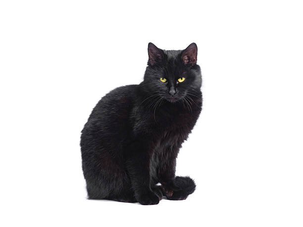 istock black cat isolated on white background 2239183058