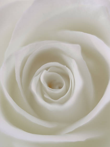 istock macro photography of a white rose bud 2239183080